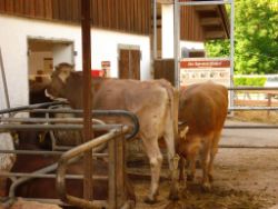 2013-06-08_Radtour_Iffeldorf-Aiderbichl (175).JPG